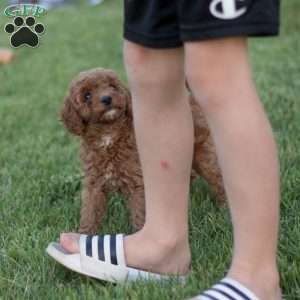 Montana, Mini Goldendoodle Puppy